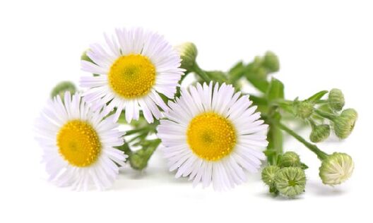 Intenskin contains chamomile extract