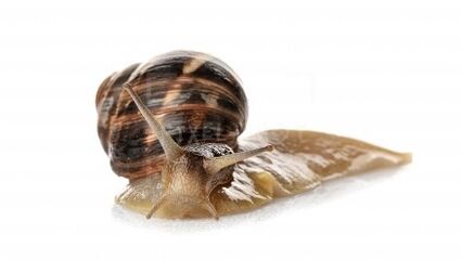 Intenskin contains snail mucin. 